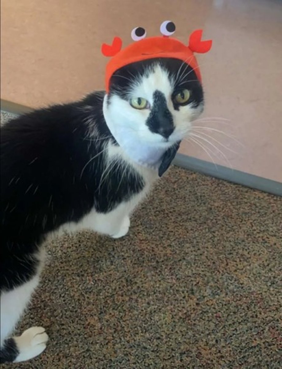 <p>P. multocida: nasopharynx and gingiva of cats</p><p>P. canis: nasopharynx and gingiva of dogs</p>