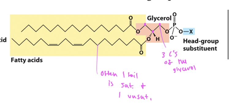 <ul><li><p>has 2 fatty acids at C1 and C2 (usually one is saturated and one is not) each is connected to an OH on the glycerol to form ester linkages</p></li><li><p>C3 has the polar or charged head group that is attached to the backbone by a phosphate</p></li></ul><p></p>