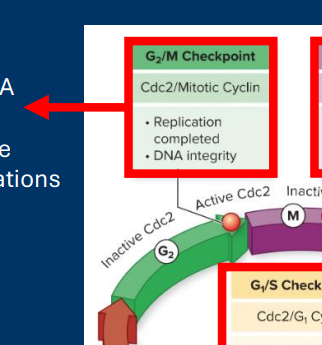 <p><strong>G2 /M Checkpoint </strong></p><p>• DNA integrity</p><p><u>G2 /M Checkpoint</u> </p><p>• Occurs after error-prone DNA synthesis </p><p>        • Checks for DNA damage before “locking in”mutations via mitosis</p>