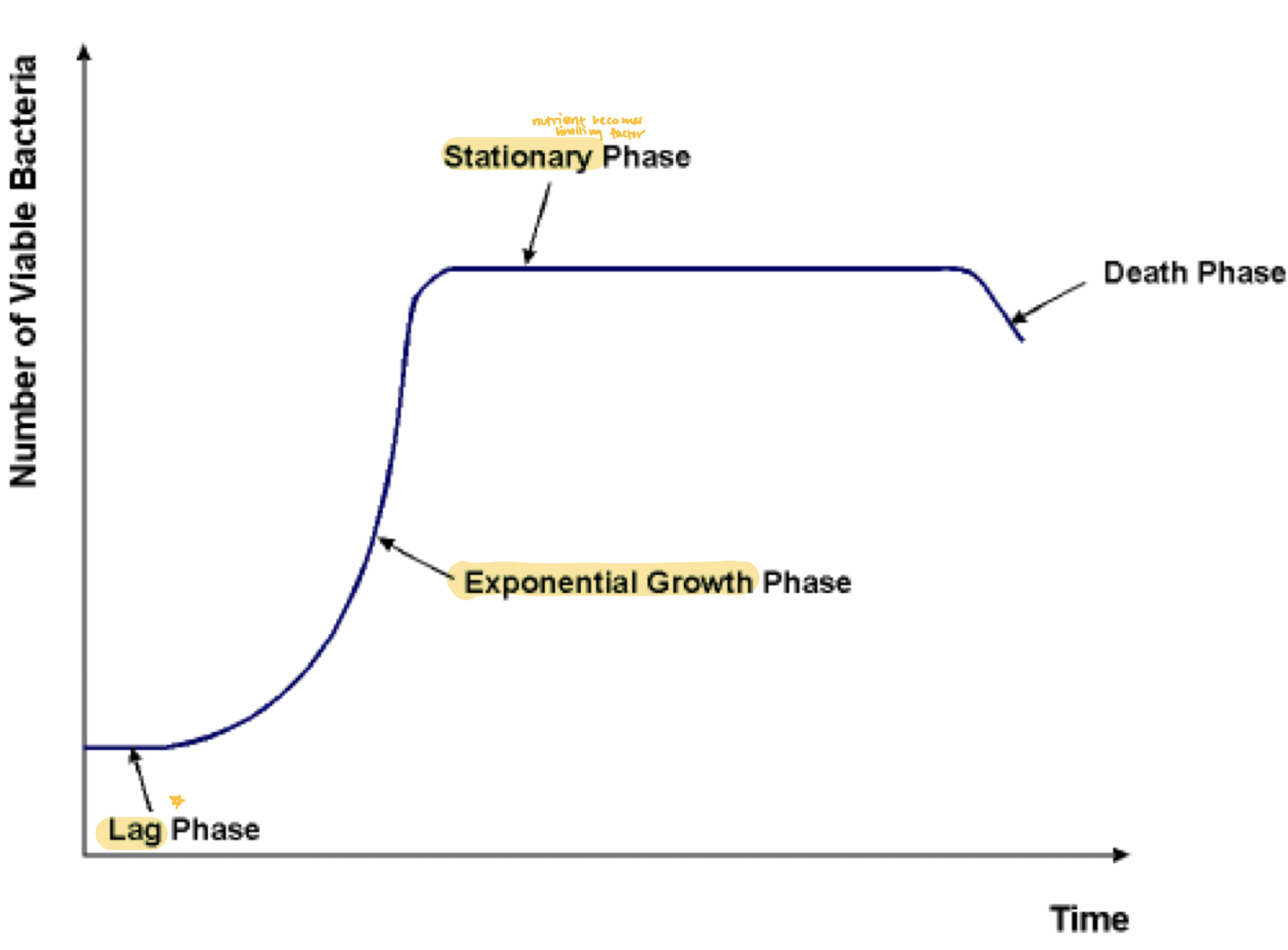 <ul><li><p><strong>Lag phase </strong></p></li><li><p><strong>Exponential phase</strong></p></li><li><p><strong>Stationary phase</strong> (<em>nutrients become limiting factor</em>) </p></li><li><p><strong>Death phase </strong></p></li></ul><p></p>