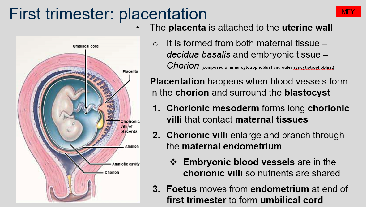 <p>The placenta is a vital organ that connects the developing fetus to the uterine wall to allow for the exchange of nutrients, oxygen, and waste products. It is formed in the first trimester of pregnancy from both maternal tissue (decidua basalis) and embryonic tissue (chorion), which is composed of inner cytotrophoblast and outer syncytiotrophoblast. Placentation occurs when blood vessels form in the chorion and surround the blastocyst. The chorionic mesoderm then forms long chorionic villi that contact maternal tissues and enlarge and branch through the maternal endometrium. Embryonic blood vessels are in the chorionic villi so nutrients are shared. Finally, the fetus moves from the endometrium at the end of the first trimester to form the umbilical cord.</p>