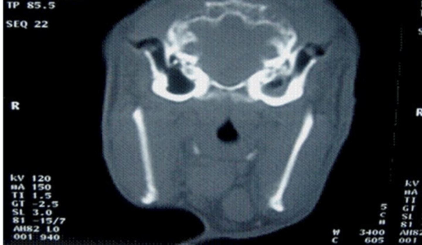 <p>what is wrong with this animal?</p>