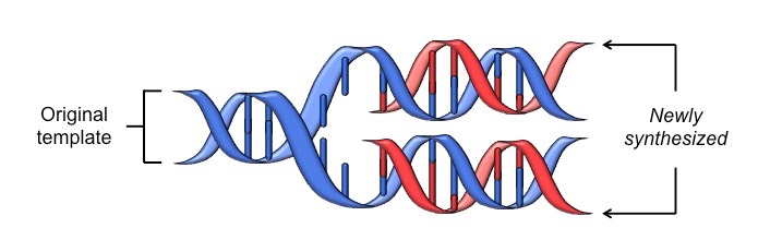 <p>DNA replication is a semi-conservative process, because when a new double-stranded DNA molecule is formed:</p><ul><li><p>One strand will be from the original template molecule</p></li><li><p>One strand will be newly synthesised</p></li></ul>