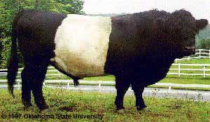 <p><span>Belted Galloway</span></p>