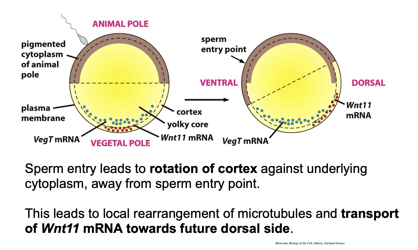 <ul><li><p>The cortex against the <strong>underlying cytoplasm</strong></p></li></ul><p>BUT</p><ul><li><p>The stuff above does not (the yolky core)</p></li></ul><p>Shown by→ microtubules</p><ul><li><p>Many mitotbules at the bottom for rotation→ not so mant at the apex→ which stays the same</p></li></ul><p></p><p></p><ul><li><p>The diagram shows how the bottom Wnt11 rotates</p></li><li><p>BUT</p></li><li><p>the VegT do not roate ontop of this inthe yolky core</p></li></ul><p></p>