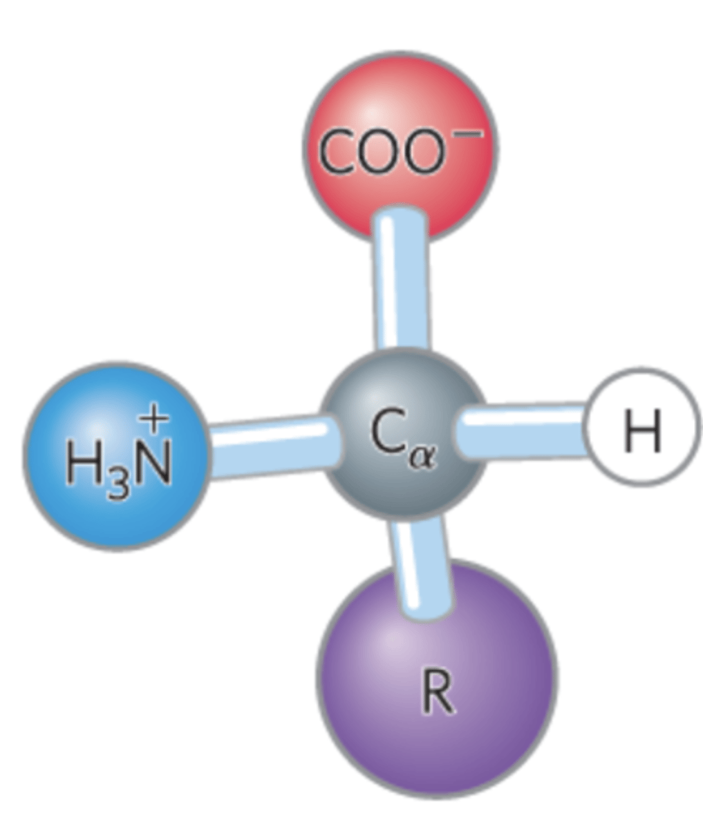 <p>- alpha carbon w/4 substituents</p><p>- alpha carbon is the chiral center</p><p>- read from N terminus to C terminus</p><p>- tetrahedral</p><p>- R group is different for each amino acid -&gt; the characteristic</p>