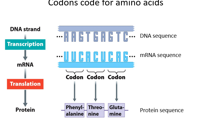 <p><mark data-color="unset" style="background-color: unset; color: inherit">is the set of three nucleotide sequences </mark><mark data-color="#f4f3ad" style="background-color: #f4f3ad; color: inherit">( called CODONS</mark><mark data-color="unset" style="background-color: unset; color: inherit">) that translate genetic information (DNA/RNA) into proteins.</mark></p><ul><li><p>Multiple codons correspond to a single amino acid, result the code is redundant or degenerated </p></li></ul><p></p>
