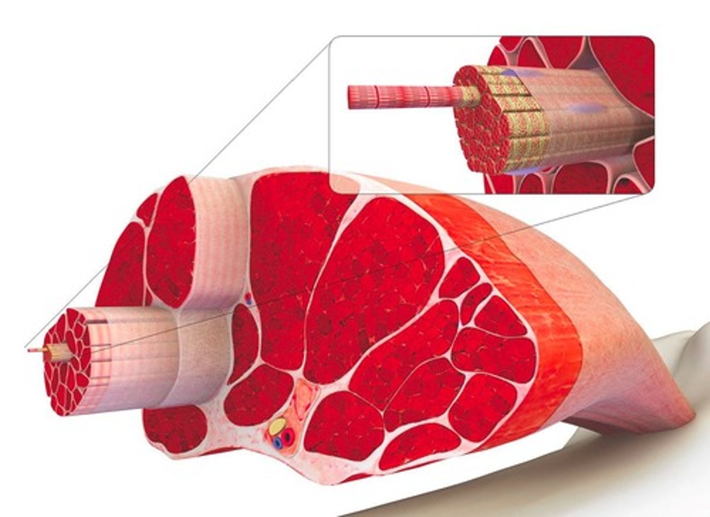 <p>Tiny strands within muscle fibers that contain the contractile proteins of the muscle.</p>