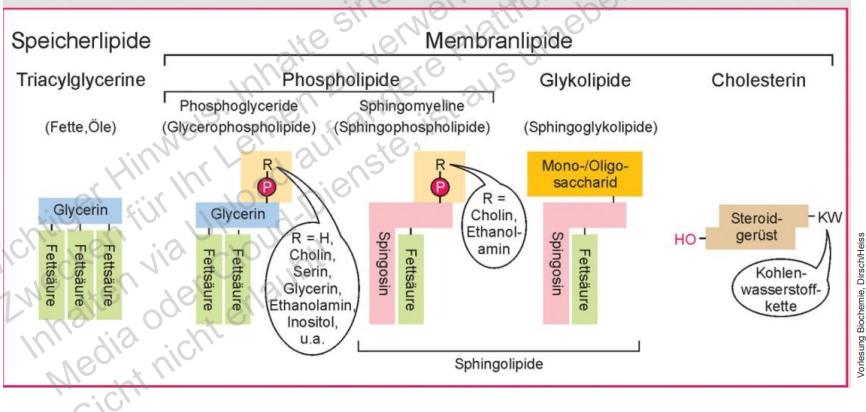 <p>Lipidtypen</p>