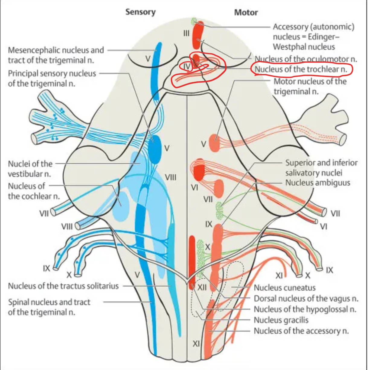 <p><strong>Trochlear (IV)</strong></p>