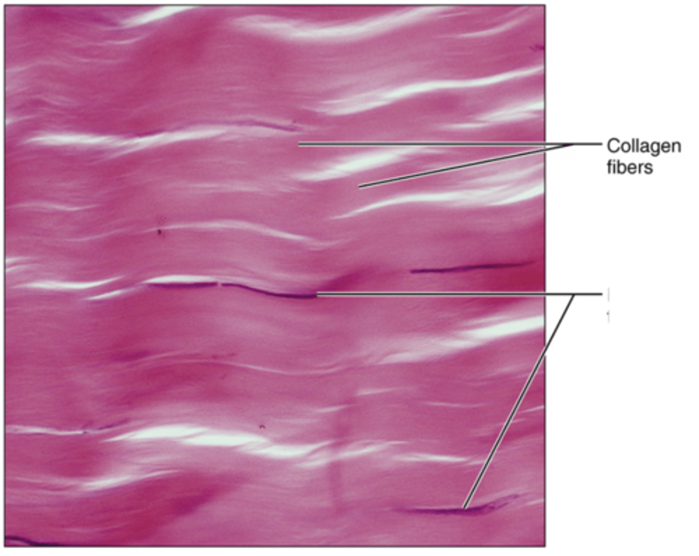 <p>Label the blank structure.</p>