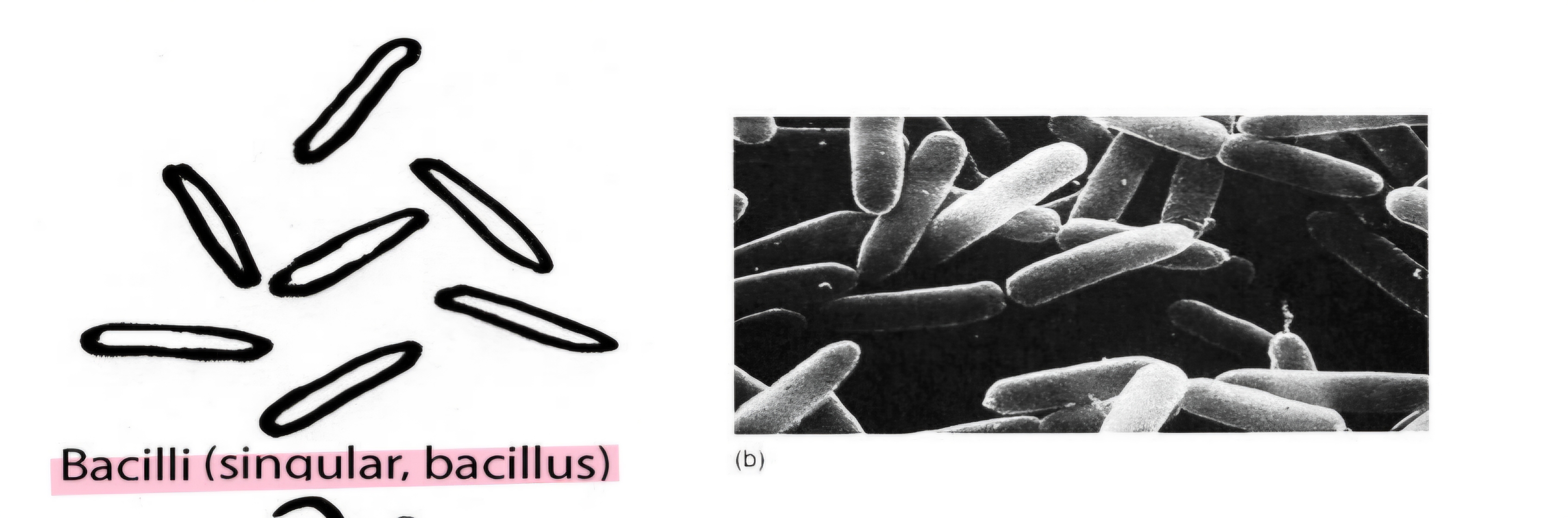<p>what shape are bacilli?</p>