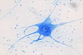 <p>Excitable cell that transmits electrical impulses.</p>