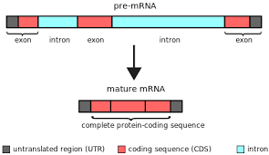 <p>Non-coding regions of a gene, <u>removed</u> by RNA splicing (spliceosome) as RNA matures</p>
