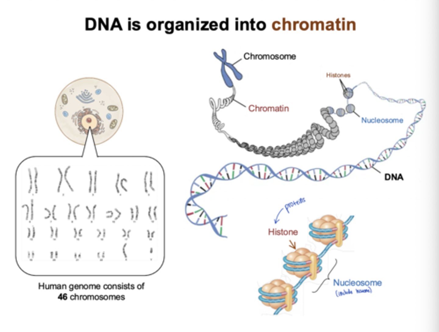 <p>DNA wraps around histone proteins to form nucleosomes</p>