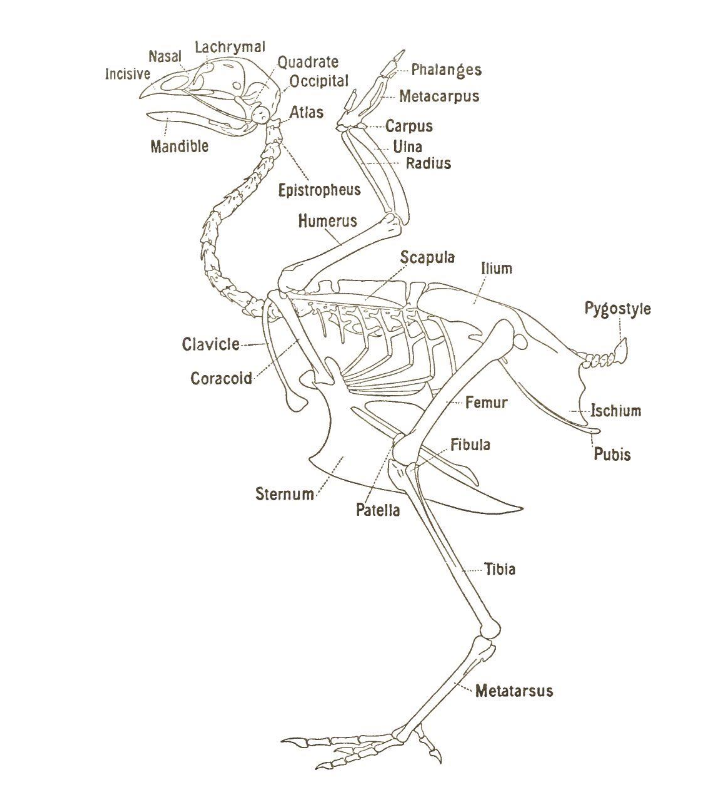 <p>Sternum</p>