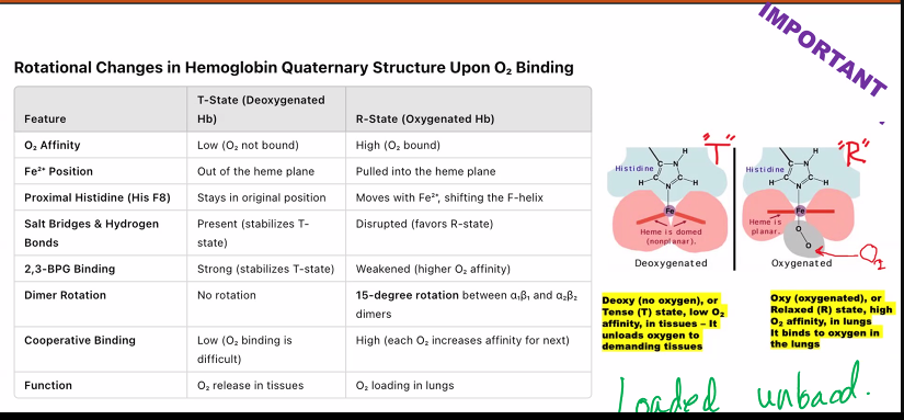 <p>two phases</p><p>t state: “tense”</p><p>r state: “relaxed”</p><p>when oxygen is bound to hemoglobin, hemoglobin has a HISTIDINE146 in the BETA CHAIN </p>
