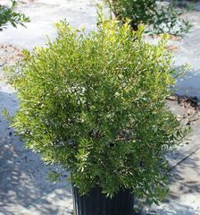 a plant which is a dwarf version of the other variety here represented
leaves have tiny yellow glands and an aromatic odor if crushed
small waxy berries attract birds and are born on stems