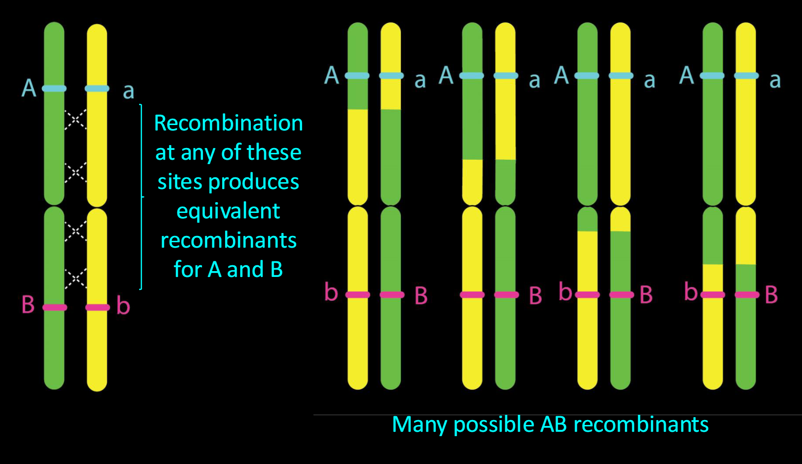 <p><span>The further apart two genes are on a chromosome, the higher the probability of recombination</span></p>