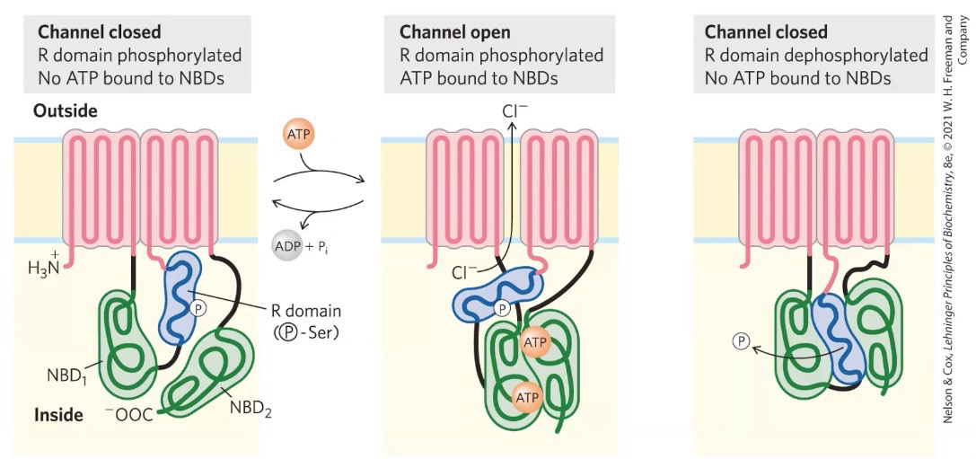 <p><span style="background-color: transparent;"><span>When CFTR is closed: R domain phosphorylated, No ATP bound to NBD</span></span></p><p><span style="background-color: transparent;"><span>When CFTR is open: R domain phosphorylated, ATP bound to NBDs</span></span></p><p><span style="background-color: transparent;"><span>To close CFTR after opening: R domain dephosphorylated and no ATP bound to NBDs</span></span></p>