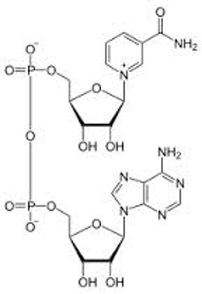 <p>Nicotinamide adenine dinucleotide</p><p>Water-soluble co-enzyme involved with glycolysis</p><p>generally used in oxidations and catabolism</p><p>Two nucleotides are joined together by phosphate groups by a phosphoanhydride bond</p><p>When NAD+ is reduced (NADH), it has higher absorbance at >300nm</p>