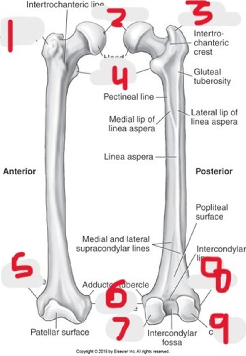 <p>Name all numbered structures</p>