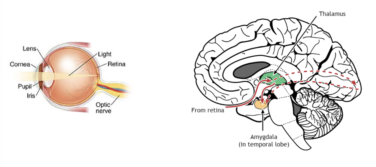 <ul><li><p>light passes through pupil, lens, humors, and strikes retina</p></li><li><p>optic nerve sends impulses to thalamus, brodman. areas 17.18,19, and other regions of the brain</p></li></ul><p></p>