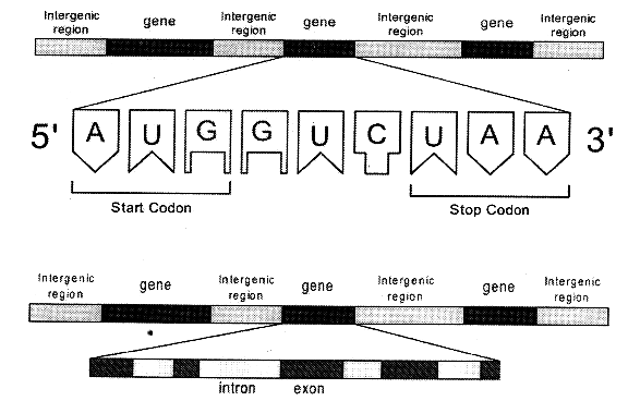 <p>The part of a gene that is read to make RNA.</p>
