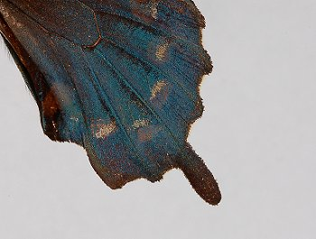 <ol><li><p>Front legs well-developed</p></li><li><p>Stout spur (epiphysis) on front tibia</p></li><li><p>Characteristic tail on hind wings (swallowtails)</p></li><li><p>Red or orange spot on hind wing (parnassans)</p></li></ol><p></p>