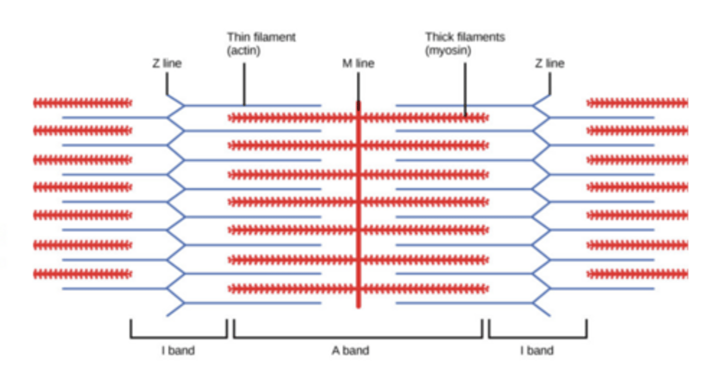 <p>Bundles of overlapping actin and myosin filaments tethered at the M line so they can slide over each other → produces muscle contraction.</p>