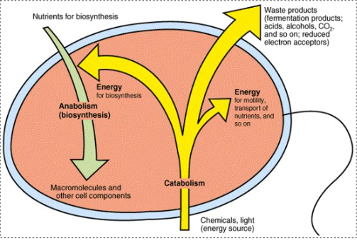 <p>Cells have to convert chemical compounds into cellular matter.&nbsp;</p><p>Nutrients from outside of the cell are transformed into new cell materials through <strong>anabolism </strong>(or biosynthesis). Requires energy for biosynthesis &amp; other processes</p><p>Energy is often derived from the oxidation of chemical compounds in the process of <strong>catabolism</strong></p>