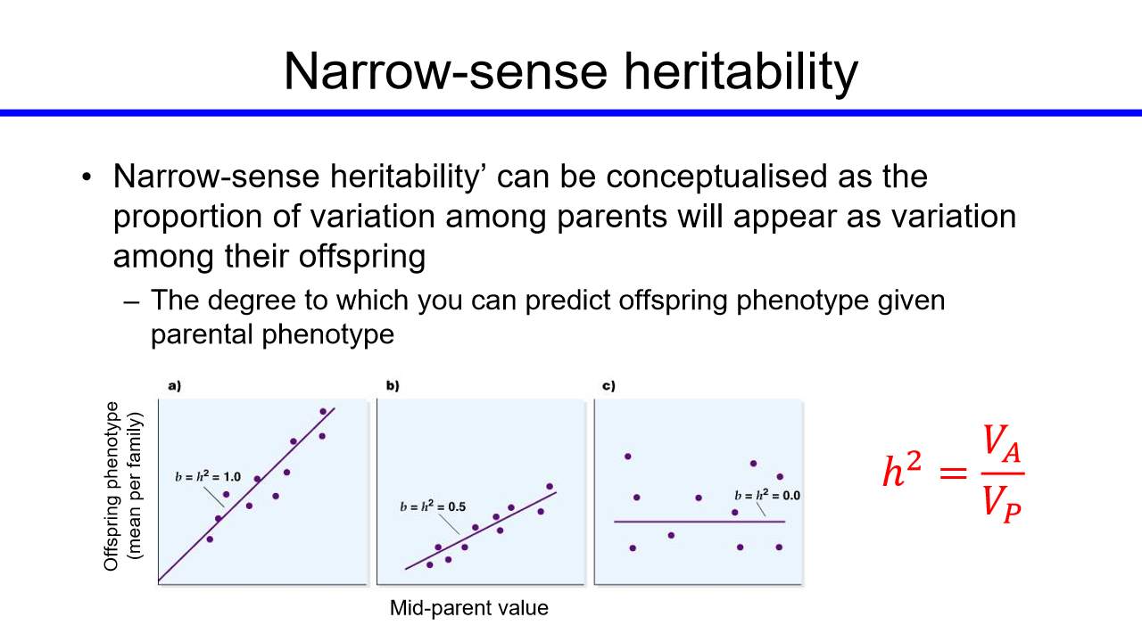 <p>can be conceptualised as the porportion of variation among parents will appear as variation among their offspring</p>