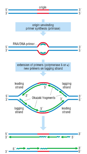 <p>Because DNA polymerases can only extend 5′ → 3′, so lagging strand synthesis occurs in fragments (Okazaki fragments) opposite the replication fork’s movement.</p>