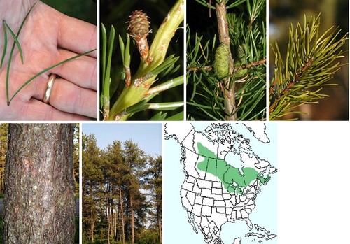 Blades: two per set, shorter, half spiral around branch
Reproductive: bent, pyramid cones, fire opens them
Bark: small greyish-red scales (may be burnt)