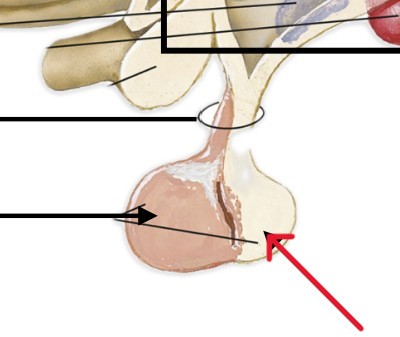 <p>Stores and releases hormones like ADH and Oxytocin</p>