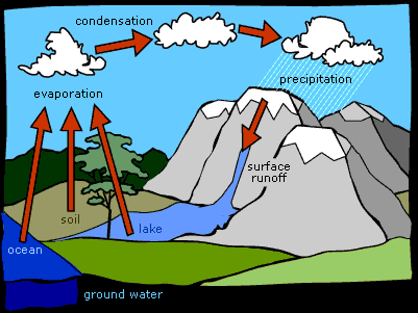 <p>Evaporation, Transpiration, Condensation, Precipitation, Runoff, Infiltration</p>