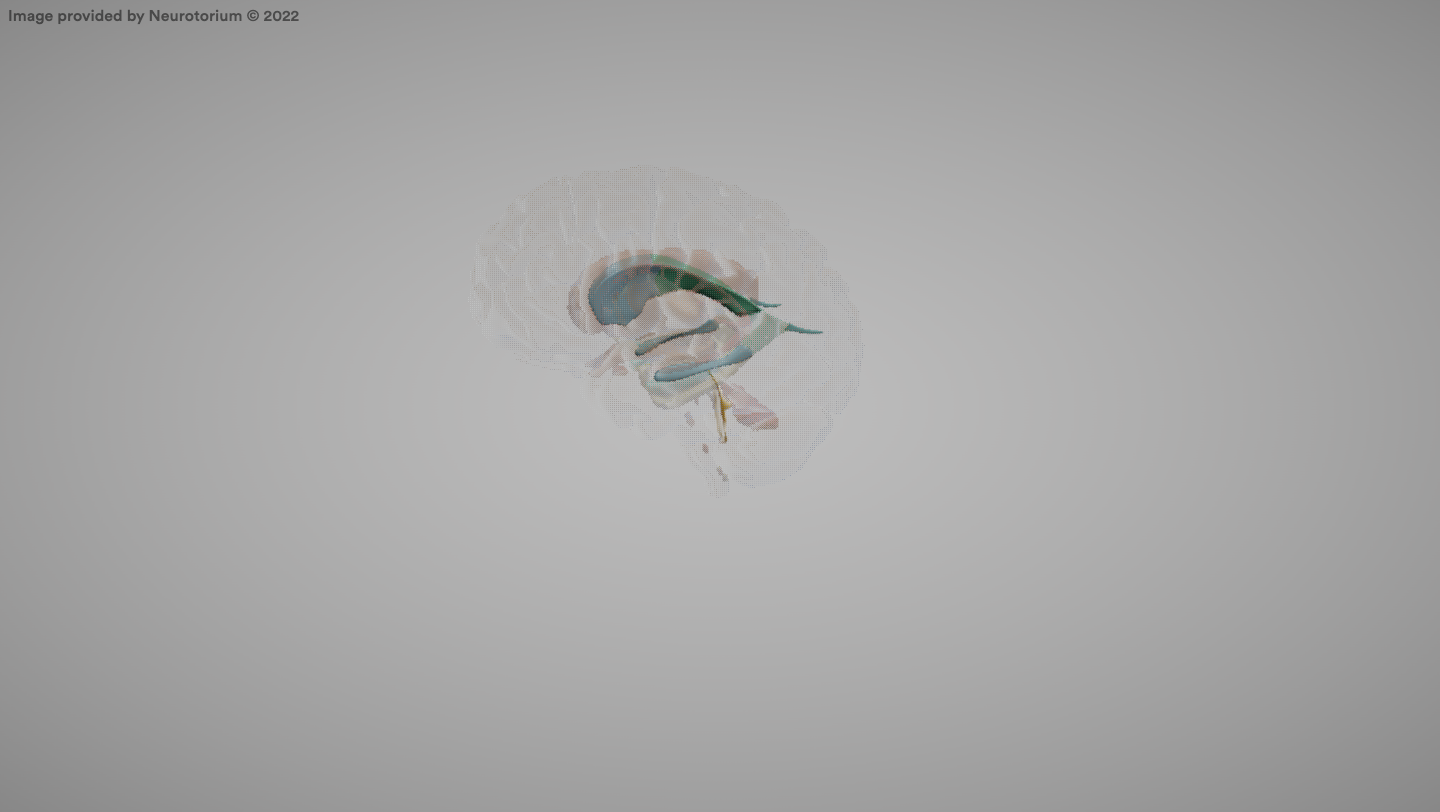 <p>Fluid-filled spaces in the brain.</p>