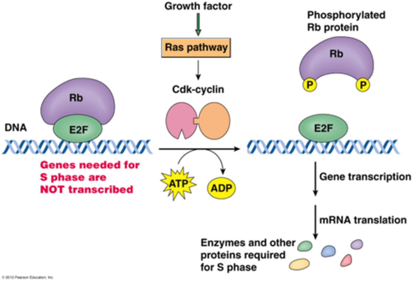 <p>Eens het in de S fase gaat ga je eigenlijk de mitose ook krijgen, dit moet dus sterk geregeld worden door de Cdk's (G1 Cdk en G1 cycline)</p><p>-een groeifactor gaat de Ras pathway activeren -> activatie van Cdk Cycline complex</p><p>•G1 Cdk fosforyleert retinoblastoma eiwit (Rb): een eiwit op E2F ( een transcriptiefactor) waardoor E2F wordt vrijgesteld.</p><p>->E2F induceert transcriptie van replicatiefactoren</p><p>->translatie en synthese van eiwitten die nodig zijn voor de S fase (eiwitten voor de replicatie)</p><p>Alle eiwitten en hun functie kennen</p>
