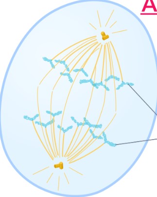 <p>Anaphase </p>