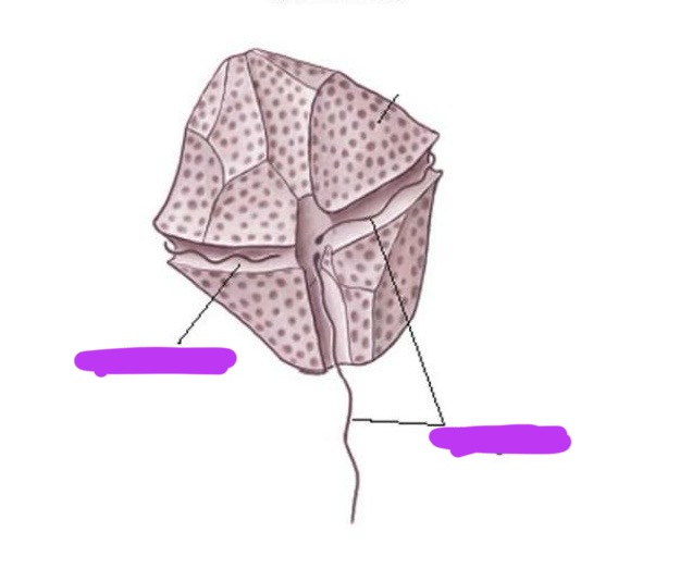 <p>Label + Identify Domain, Major Clade, Kingdom? Clade, Group?, Genus?</p>