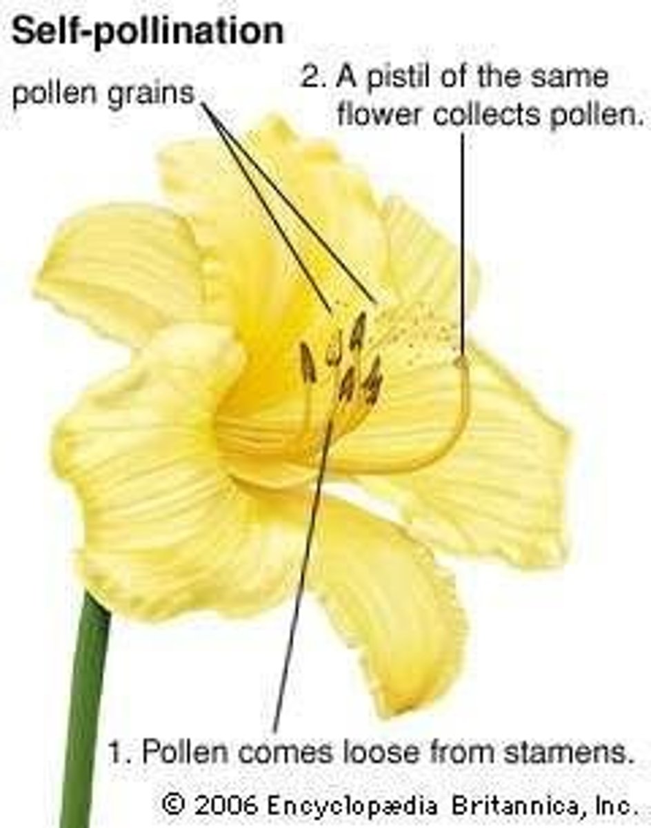 <p>The transfer of pollen from the anther to the stigma in the same flower or between flowers on the same plant.</p>