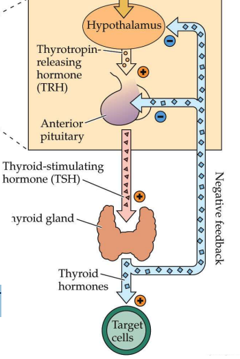 <p>1) Hypothalamic neurons synthesize releasing hormones </p><p>2) Releasing hormones are then secreted into local blood vessels </p><p>3) Releasing hormones float to anterior pituitary, which releases hormones</p>