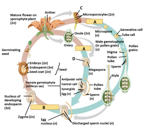 <p>A. meisis <br>B: Fertilization <br>C: Microsporangium <br>D: Megasporangium</p>