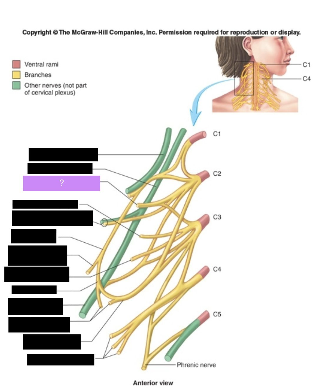 <p>2, 3. Lateral head, posterior ear</p>