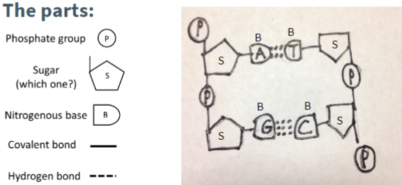 <p>Variation comes from the order of nucleotides</p>