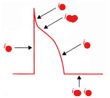 <p>Which ionic currents are at each place</p>