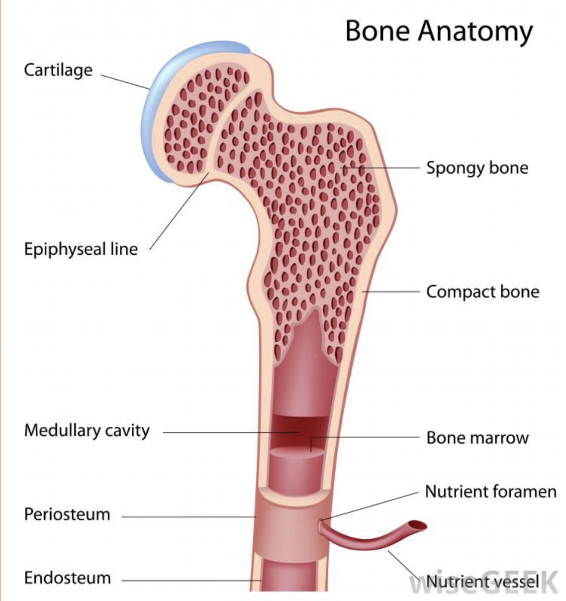 <p>Hollow part of bone shaft where bone marrow produces blood cells.</p>