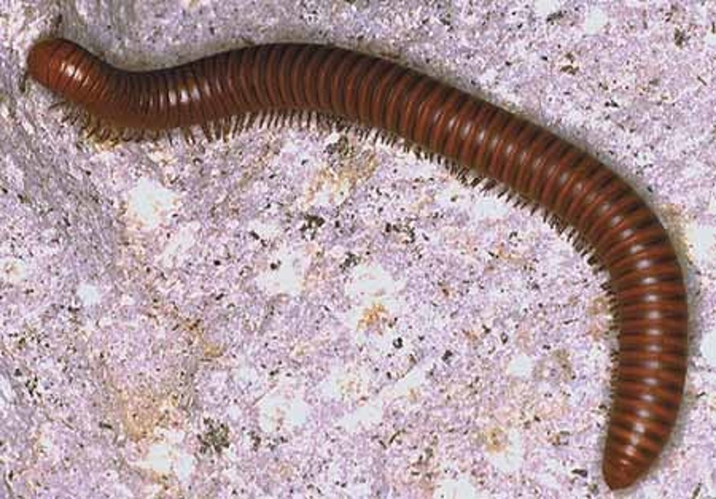 <p>Subphylum</p>