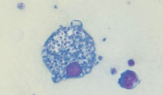 <p>Which sp is this? What is it encapsulated by? What temperature is it at?</p>