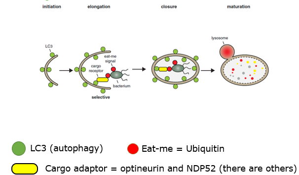 <ul><li><p>salmonella is flagged with ubiquitin </p></li><li><p>autophagosome is formed, this autophagosome is tagged with LC3 → surrounds salmonella and fuses with lysosome to degrade it </p></li><li><p>Salmonella escapes this by secreting SseL → this enzyme removes ubiquitin → preventing the autophagy</p></li></ul><p></p>